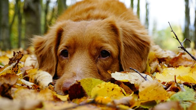 10 Herfstgevaren voor honden – waar je als baasje nu extra alert op moet zijn