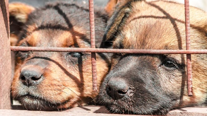 130 honden gered uit zwaar vervuild huis in Duitsland