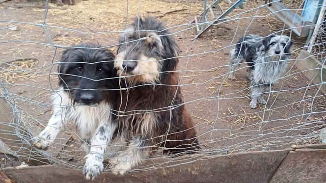 130 Hunde hielt die angebliche Hundetrainerin