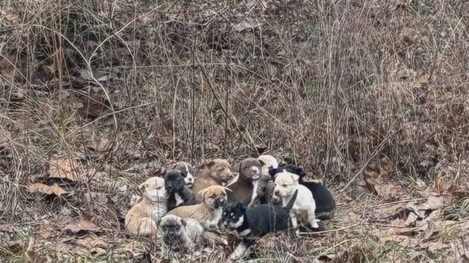 16 chiots abandonnés en pleine forêt