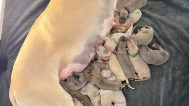 19 puppies