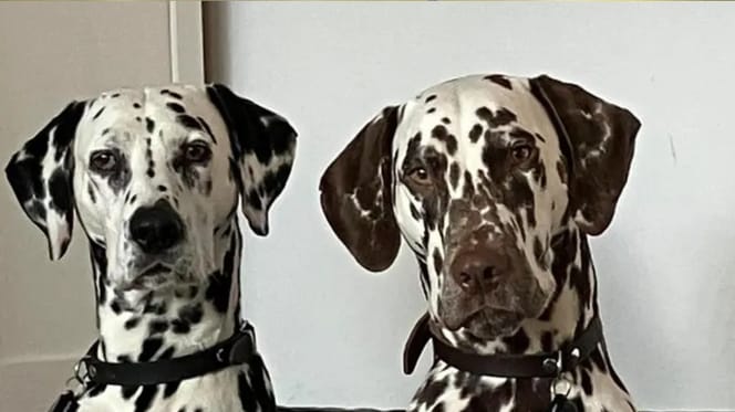 2 dalmatiërs overleden na zwemmen in Ijmeer