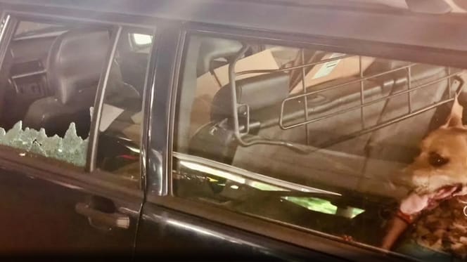 2 Hunde aus glühend heißem Auto in Son en Breugel befreit