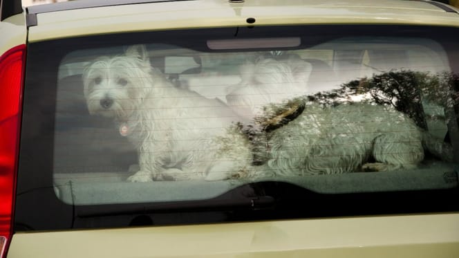 2 Hunde in glühend heißem Auto auf der Kruiskade in Rotterdam zurückgelassen