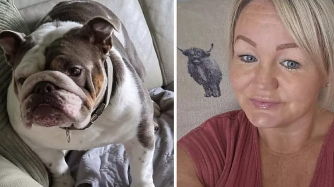 2-jaar oude Bulldog Shelby die is overleden na een wandeling in de hitte
