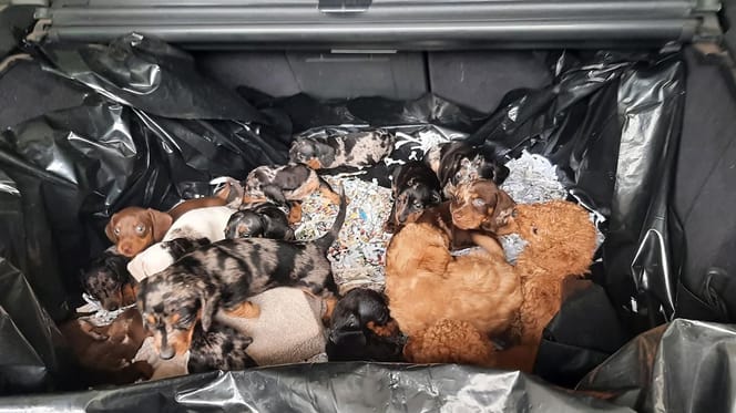 20 verwaarloosde puppy's gevonden bij Duitse grens