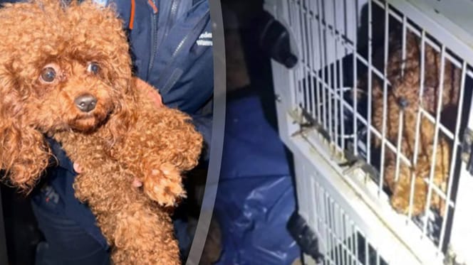 23 verwaarloosde toy poedels gevonden in woning Amsterdam