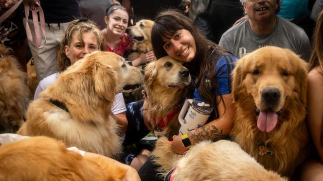 2397 Golden Retrievers bij elkaar zorgt voor wereldrecord in Buenos Aires