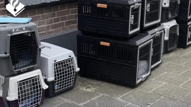 25 verwaarloosde katten uit woning in Hansweert gehaald