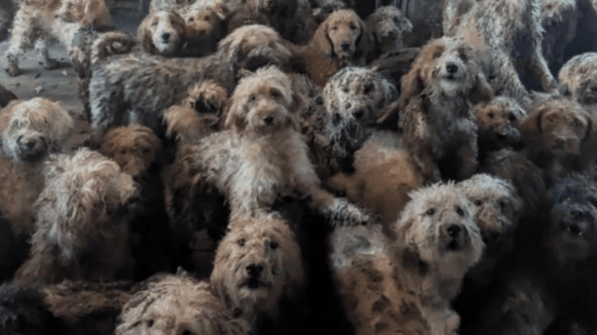 250 cruces de caniche hacinados en una casa, ahora rescatados por RSPCA