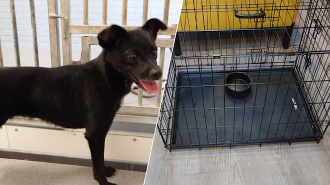 2e hond in 1 week tijd achtergelaten in Gouda