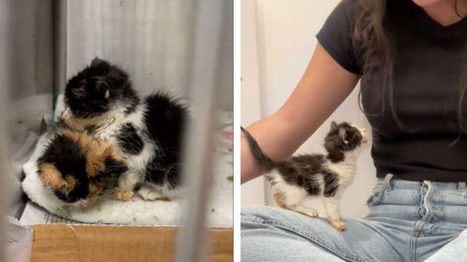3 kittens in a shelter