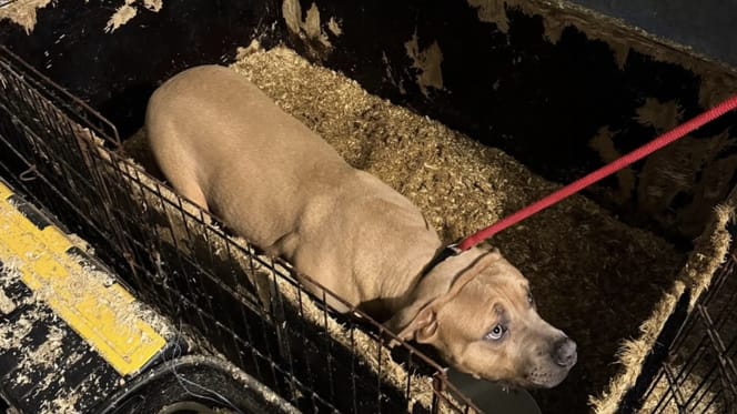 3 verwaarloosde honden aangetroffen in woning in Charlois Rotterdam