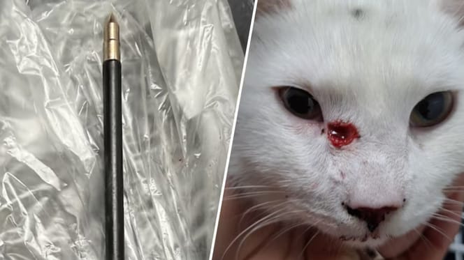 3e kat in eindhoven beschoten met kruisboog