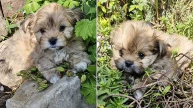 4 puppy's gestolen in Oss