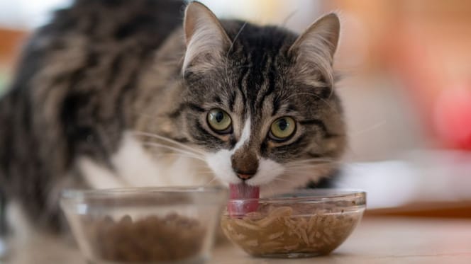 5-mejores-marcas-de-comida-humeda-para-gatos
