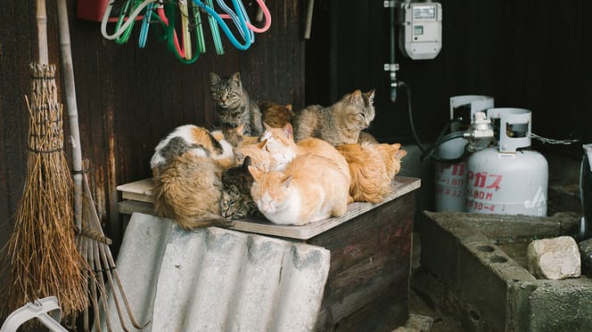 57 zieke katten bij Zoetermeerse vrouw gevonden