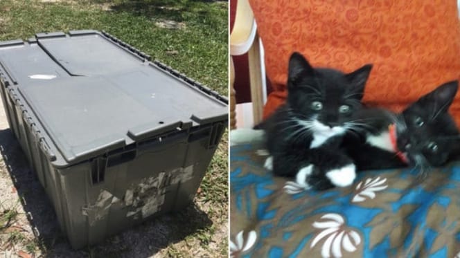 Bei 40-Grad-Wetter in einem Container gefangen: 9 freundliche Kätzchen dem Tode nah