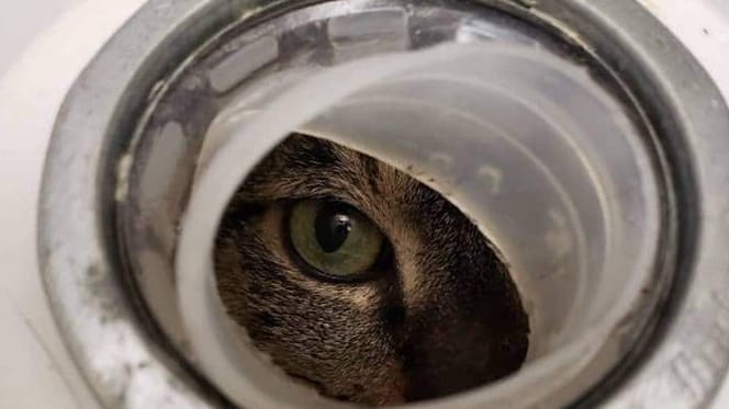 Katzenauge späht durch ein Loch