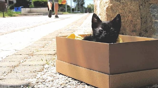 gatito negro en una caja