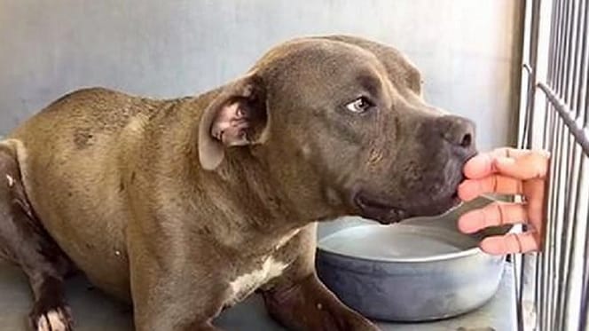 pitbull sniffing woman's hand