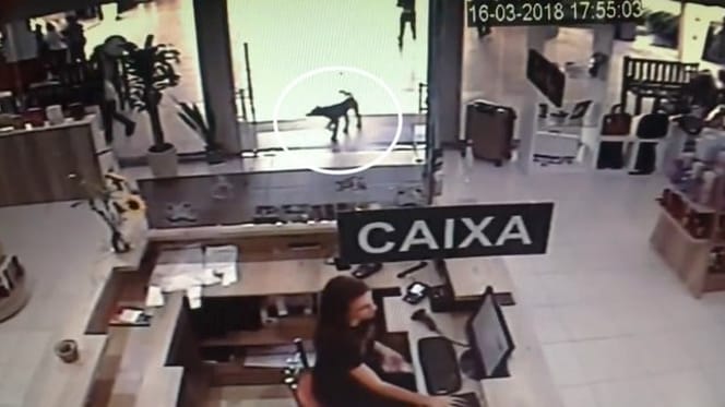 perro entrando en la bibiloteca