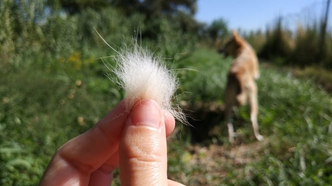 cada-cuanto-mudan-de-pelo-los-perros