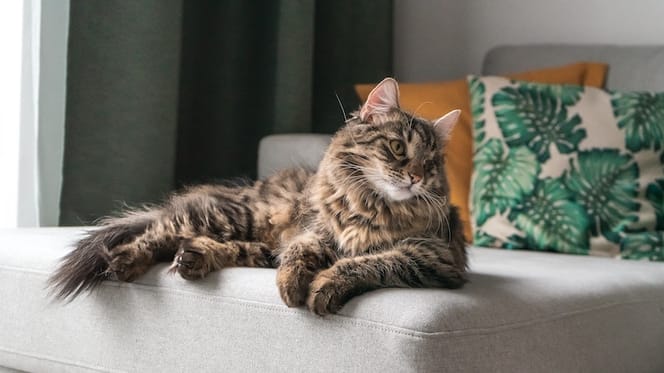 Grote Maine coon