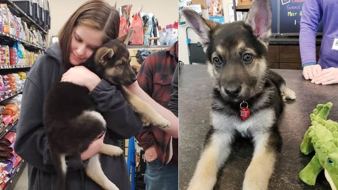 Deutscher Schäferhund