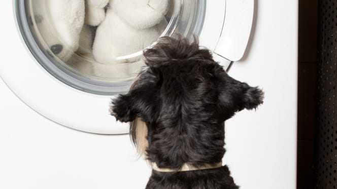 Hund vor Waschmaschine