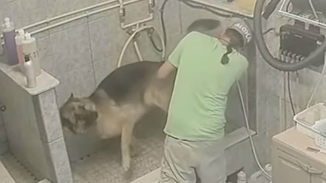 Hund beim Hundefriseur