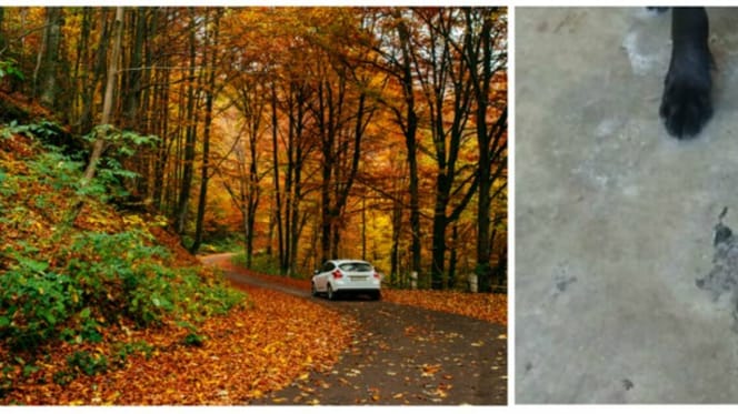Auto im Wald