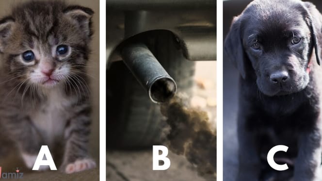 Hund und Katze und Plastikflaschen