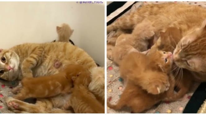 Katzenmama beim Tierarzt