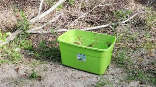 Trauriger Fund in einer Plastikbox
