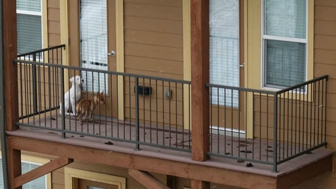 Hunde auf Balkon