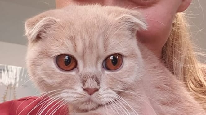 Das Tierheim ist fassungslos