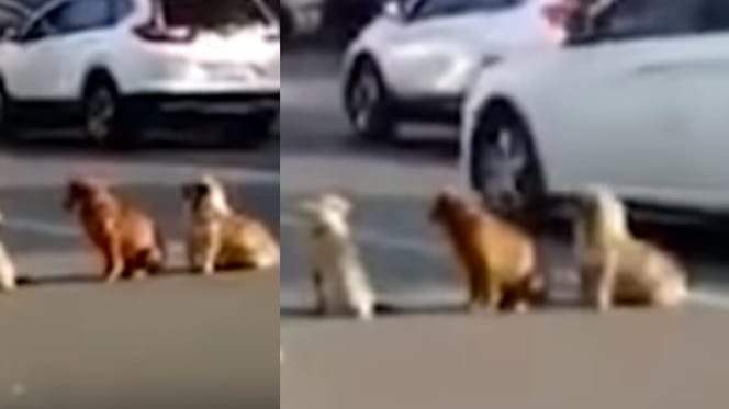 Stray dogs stand in the middle of traffic
