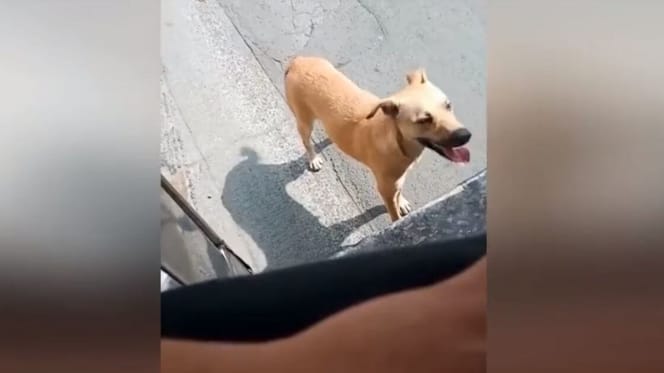 Dog following jeepney in Philippines