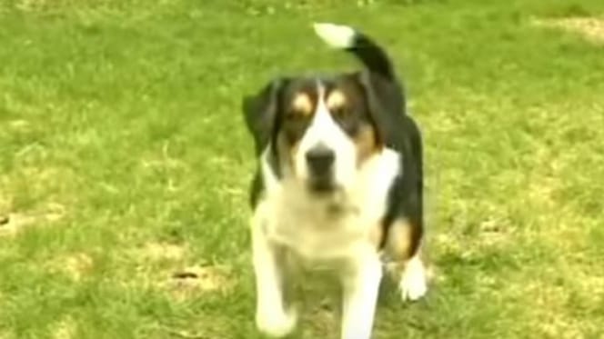 Patch ist heute ein Held