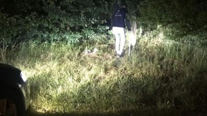 Outdoor rescue of cat family