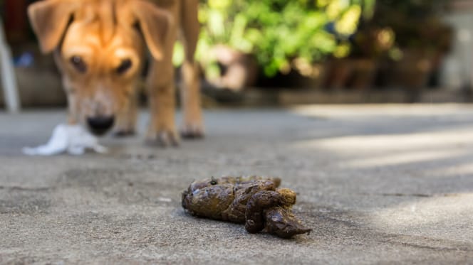Welpe Frisst Kot Warum Und Was Tun 
