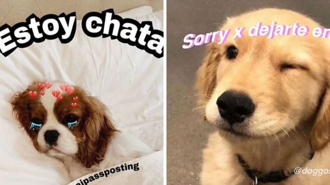 Memes de perros y gatos de Instagram