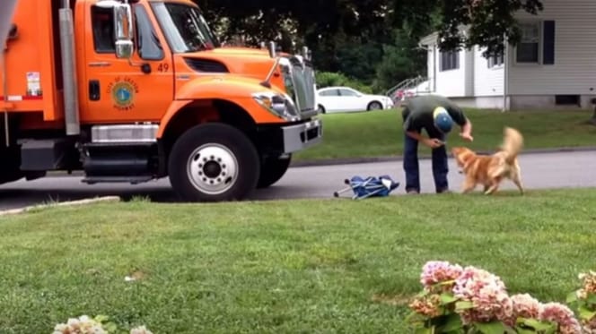 Dog waits for bin man