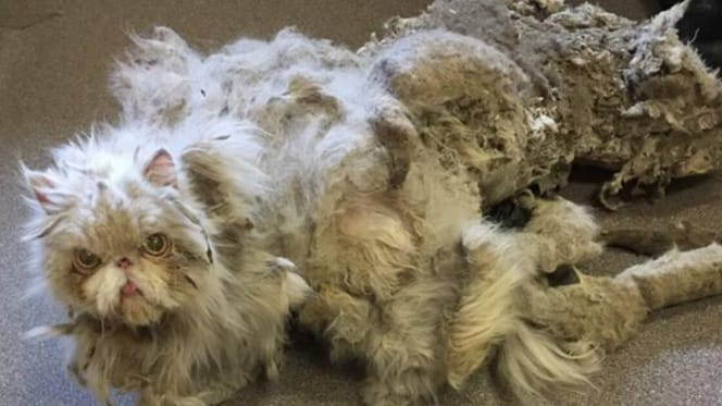 Persian cat with matted fur