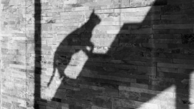 Shadow of a cat climbing stairs