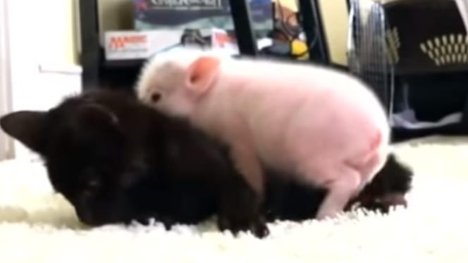 Piglet lies down on kitten