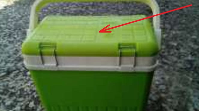 cachorros abandonados dentro nevera playa