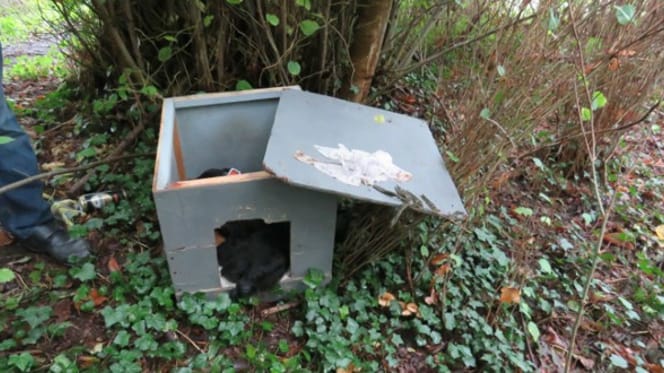 Hundehütte im Wald