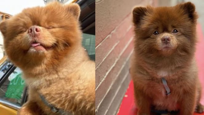 German Spitz puppy